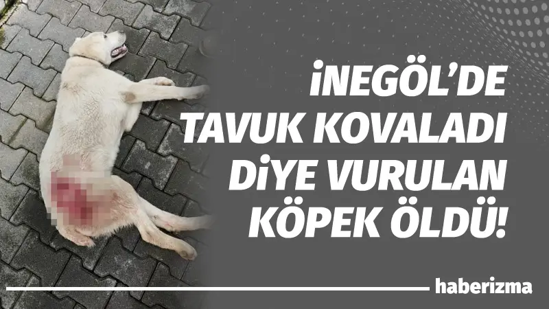 Bursa’nın İnegöl ilçesinde tüfekle vurularak yaralanan sokak köpeği, tedavi edildiği