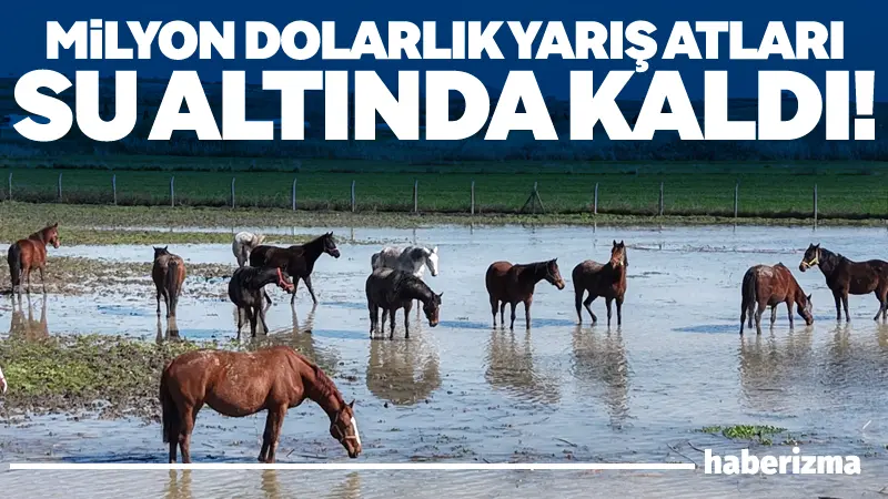 Bursa’nın Karacabey ilçesindeki Uluabat Gölü’ne yakın milyonluk yarış atlarının bulunduğu