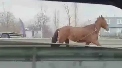 Bursa’da ana yolda başıboş dolaşan at, trafikte tehlikeye neden oldu.
