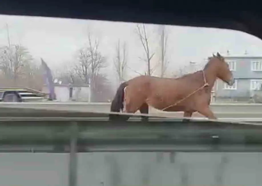 Bursa’da ana yolda başıboş dolaşan at, trafikte tehlikeye neden oldu.
