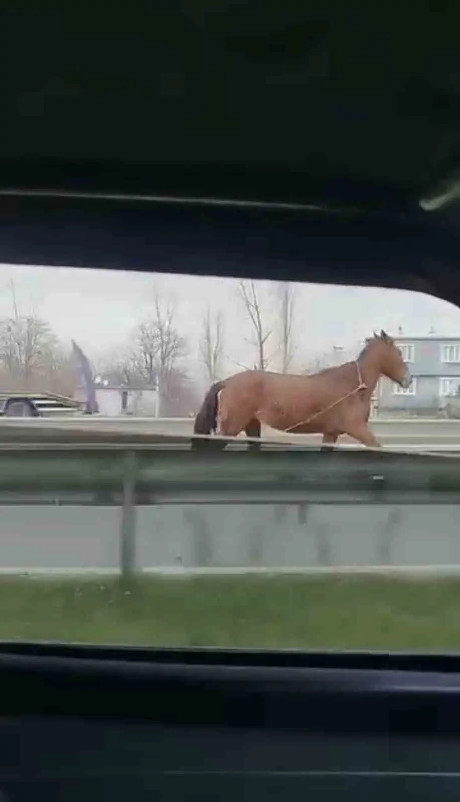 Bursa’da ana yolda başıboş dolaşan at, trafikte tehlikeye neden oldu.