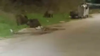 Bursa’da gece saatlerinde mahalleye inen domuz sürüsü yiyecek aradı. O