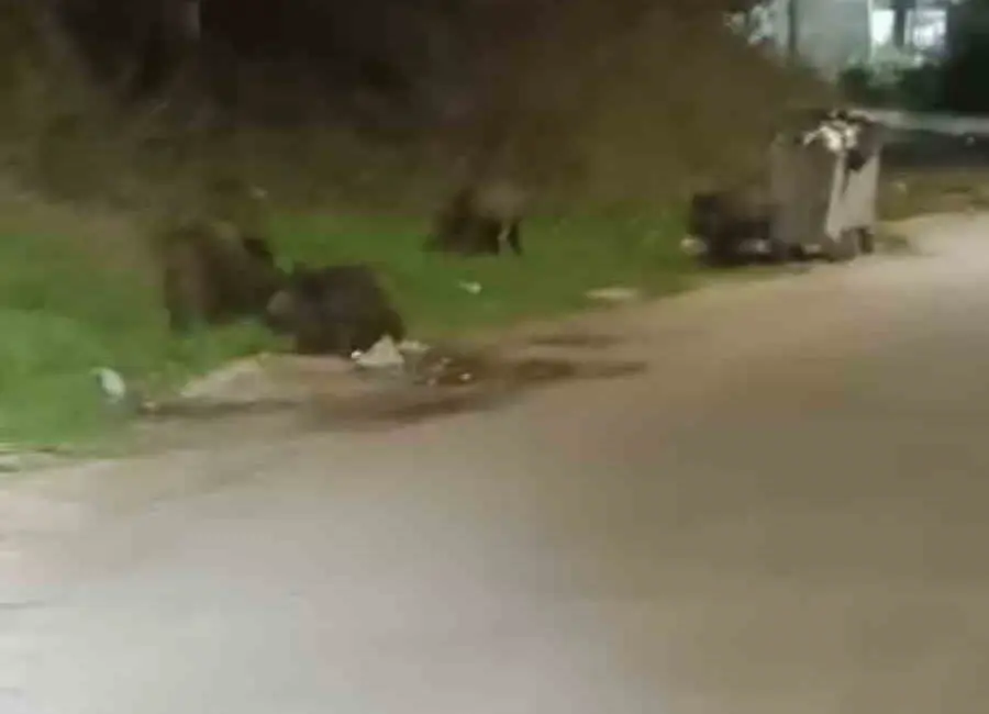 Bursa’da gece saatlerinde mahalleye inen domuz sürüsü yiyecek aradı. O
