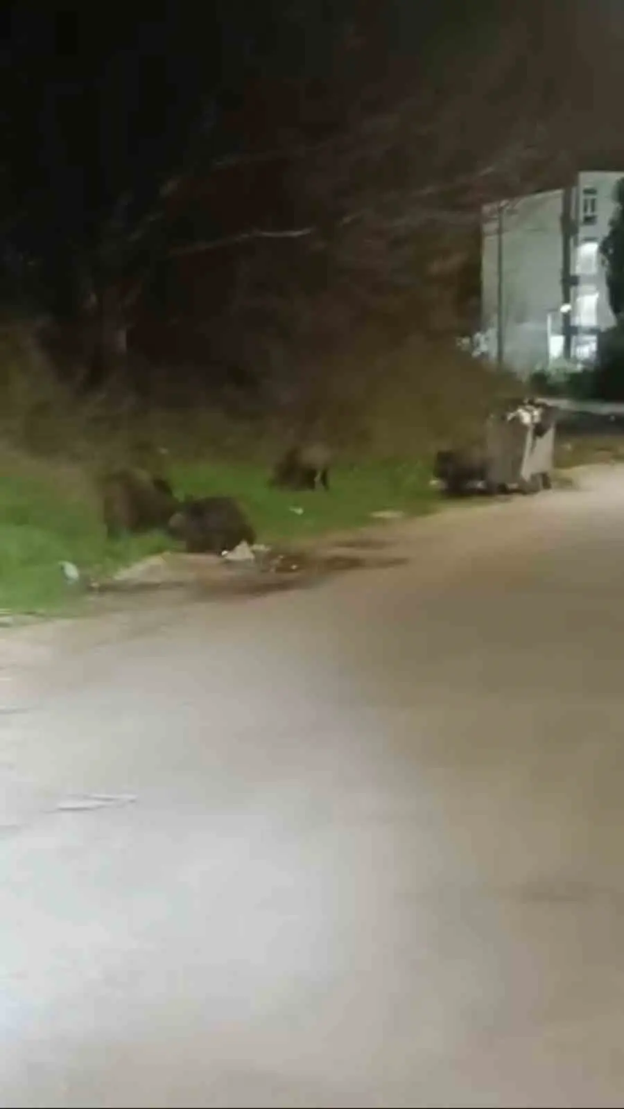 Bursa’da gece saatlerinde mahalleye inen domuz sürüsü yiyecek aradı. O