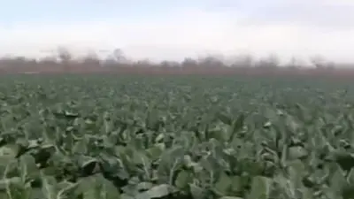 Bursa’da etkili olan sağanak yağmur, tarım arazilerini vurdu. Hasadı bekleyen