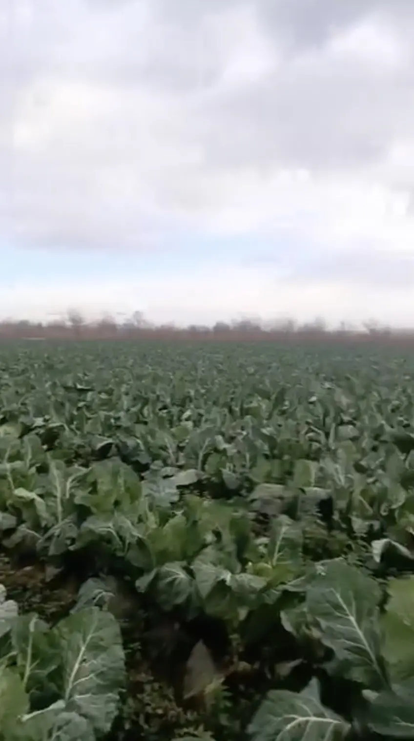 Bursa’da etkili olan sağanak yağmur, tarım arazilerini vurdu. Hasadı bekleyen