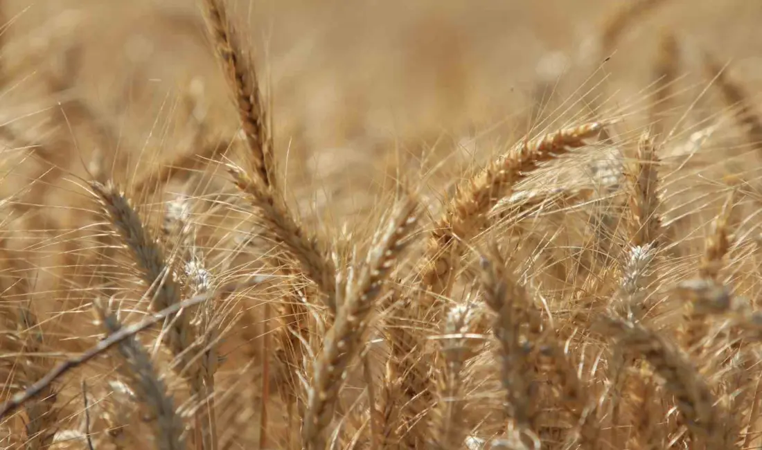 Uluslararası Hububat Konseyi (IGC), dünya tahıl üretiminin tüm rekorları geride bırakarak önceki sezona