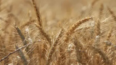 Uluslararası Hububat Konseyi (IGC), dünya tahıl üretiminin tüm rekorları geride bırakarak önceki sezona