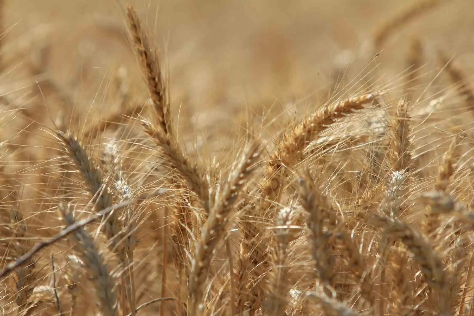 Uluslararası Hububat Konseyi (IGC), dünya tahıl üretiminin tüm rekorları geride bırakarak önceki sezona