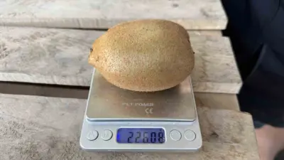 Bursa’nın İznik ilçesinde yetiştirilen kiviler, görenleri adeta hayrete düşürüyor. Boyutlarıyla