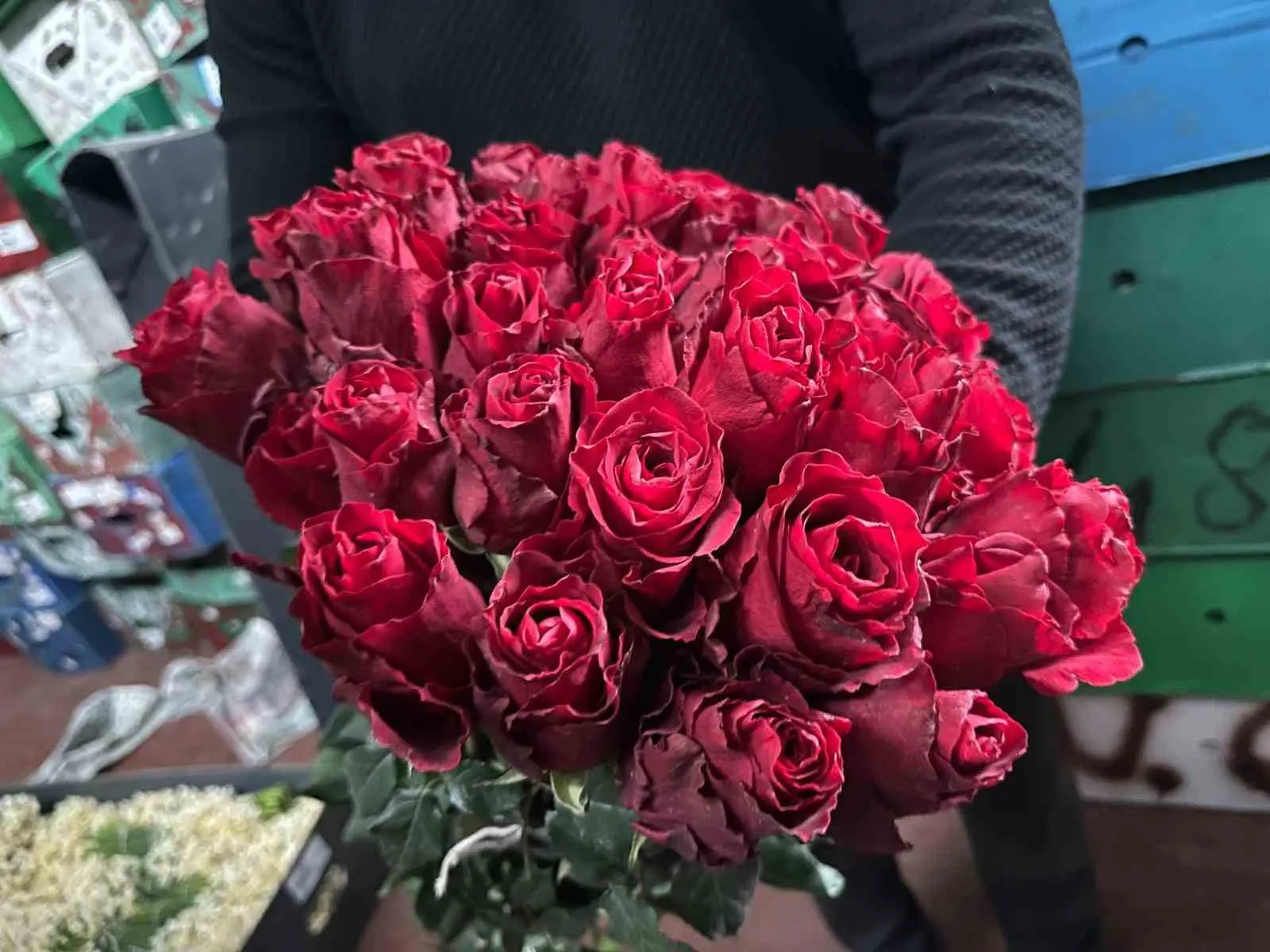 Üretim bölgelerindeki zirai don, yağış ve sel sebebiyle kırmızı gülde