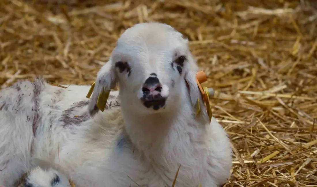 Tarım ve Orman Bakanlığı Tarım Araşırmalar ve Politikalar Genel Müdürlüğü