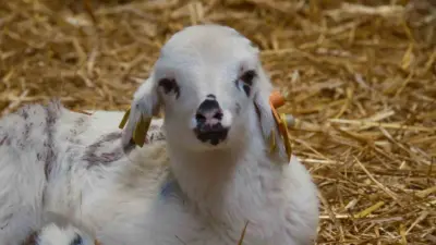 Tarım ve Orman Bakanlığı Tarım Araşırmalar ve Politikalar Genel Müdürlüğü