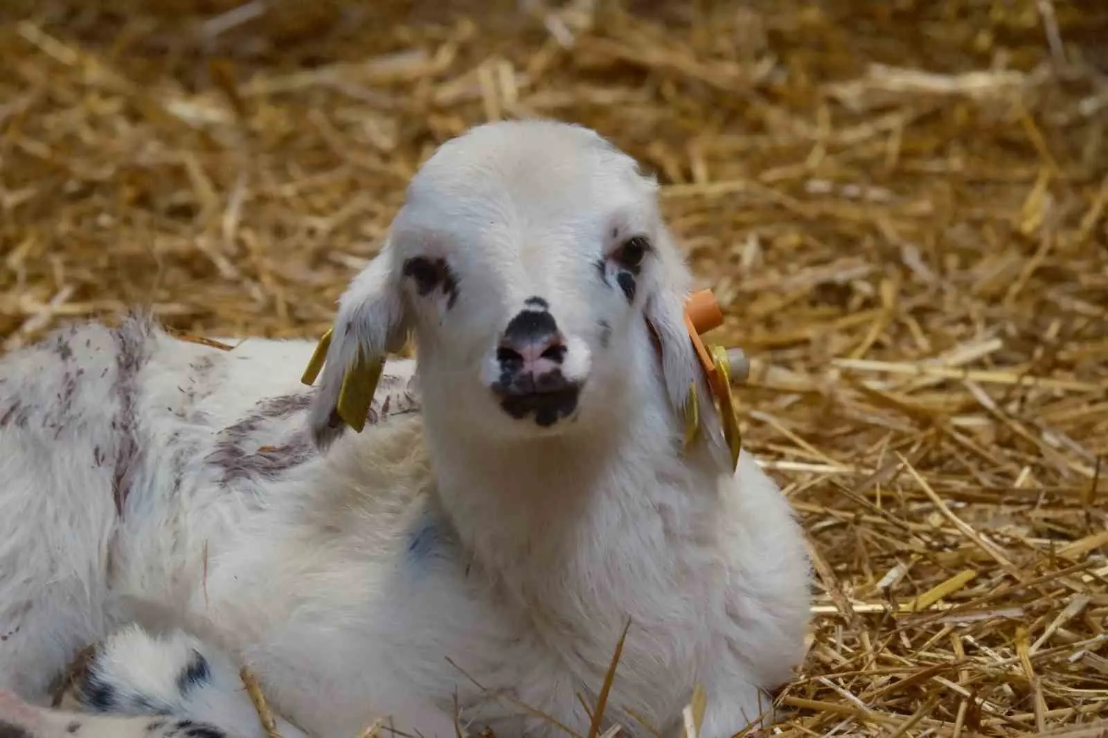 Tarım ve Orman Bakanlığı Tarım Araşırmalar ve Politikalar Genel Müdürlüğü