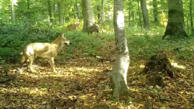 Doğa Koruma ve Milli Parklar 2. Bölge Müdürlüğü ekipleri, Uludağ