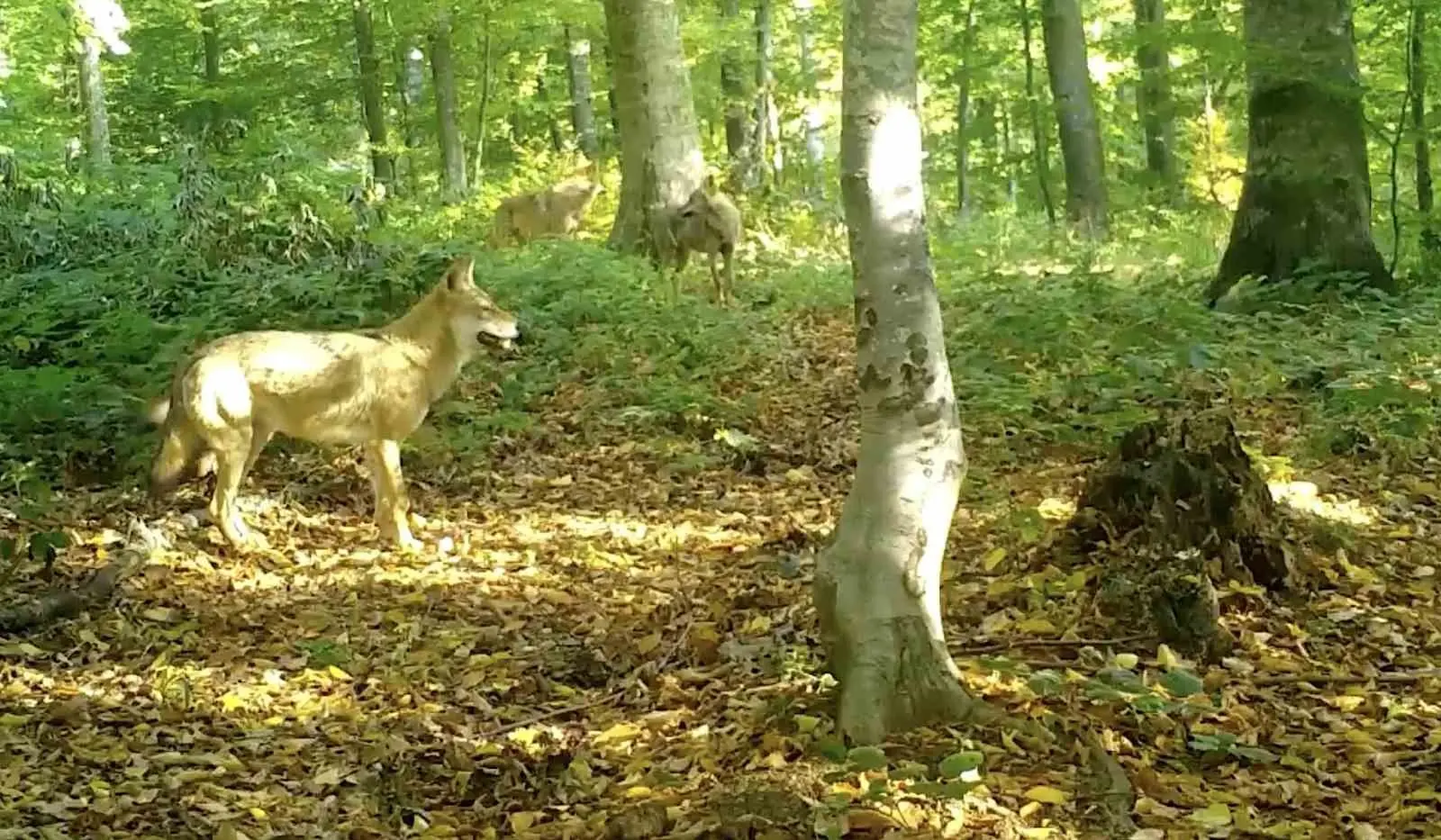 Doğa Koruma ve Milli Parklar 2. Bölge Müdürlüğü ekipleri, Uludağ