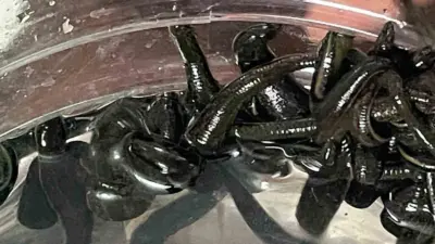 Son yıllarda birçok hastalığın tedavisinde şifasına başvurulan sülükler, kadınlar tarafından uzman