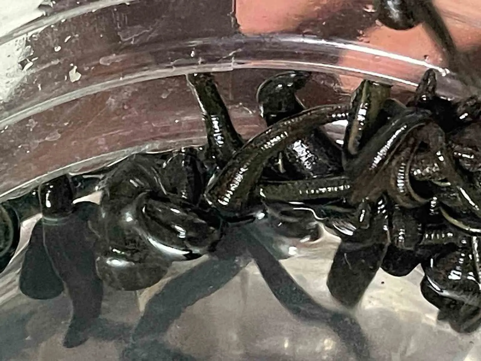 Son yıllarda birçok hastalığın tedavisinde şifasına başvurulan sülükler, kadınlar tarafından uzman