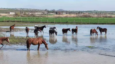 Bursa’nın Karacabey ilçesindeki Uluabat Gölü’ne yakın milyonluk yarış atlarının bulunduğu