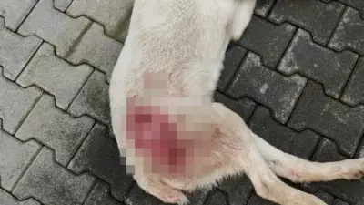 Bursa’nın İnegöl ilçesinde tüfekle vurularak yaralanan sokak köpeği, tedavi edildiği