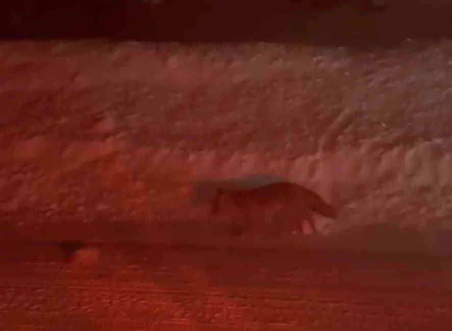 Bursa’da Uludağ yolu üzerinde bir tilki, seyir halindeki vatandaşlar tarafından