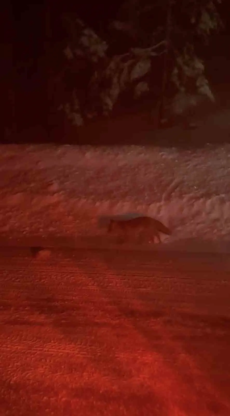 Bursa’da Uludağ yolu üzerinde bir tilki, seyir halindeki vatandaşlar tarafından