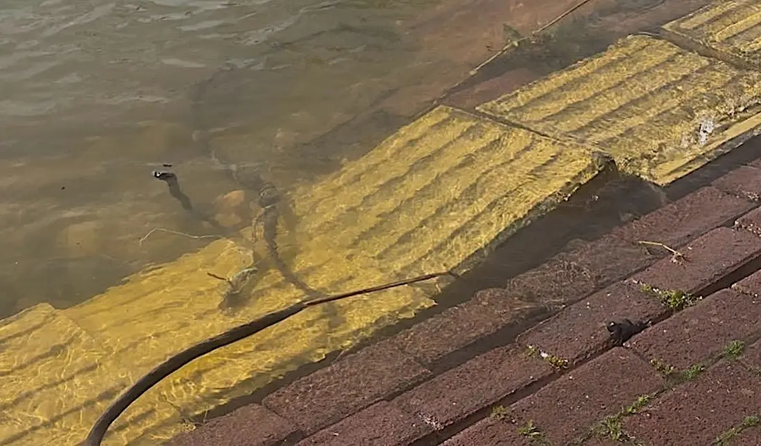Türkiye’yi Avrupa Leylek Köyleri Birliğinde temsil eden tek yerleşim bölgesi olan Eskikaraağaç Mahallesi’nin