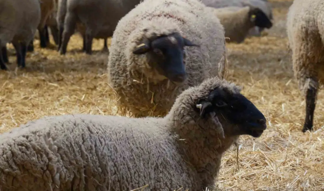 Tarım ve Orman Bakanlığı Tarım Araşırmalar ve Politikalar Genel Müdürlüğü