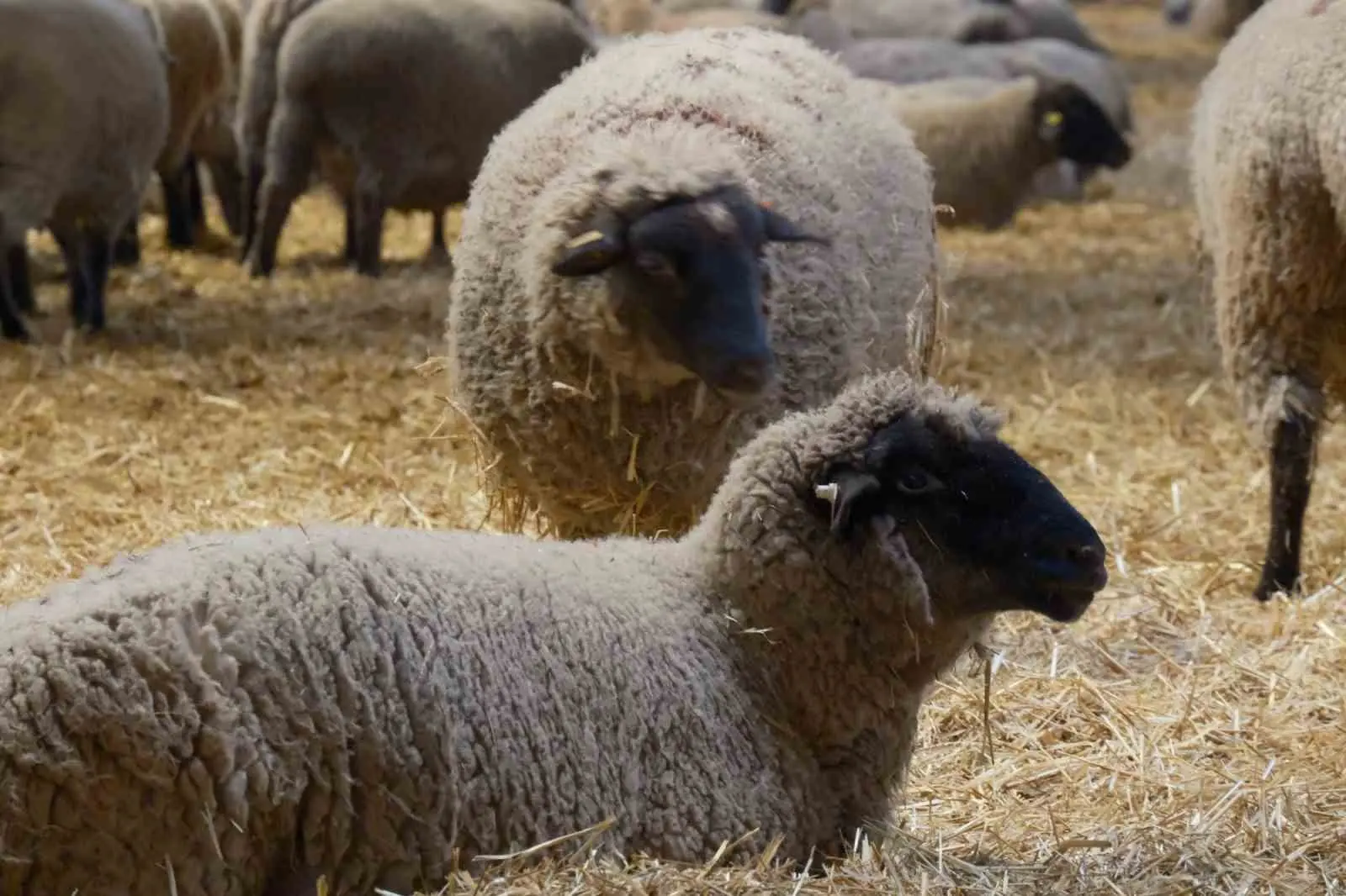 Tarım ve Orman Bakanlığı Tarım Araşırmalar ve Politikalar Genel Müdürlüğü