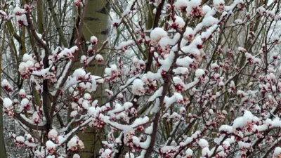 Afyonkarahisar ve Kütahya’da ısınan havayla açan badem ve kayısı çiçekleri