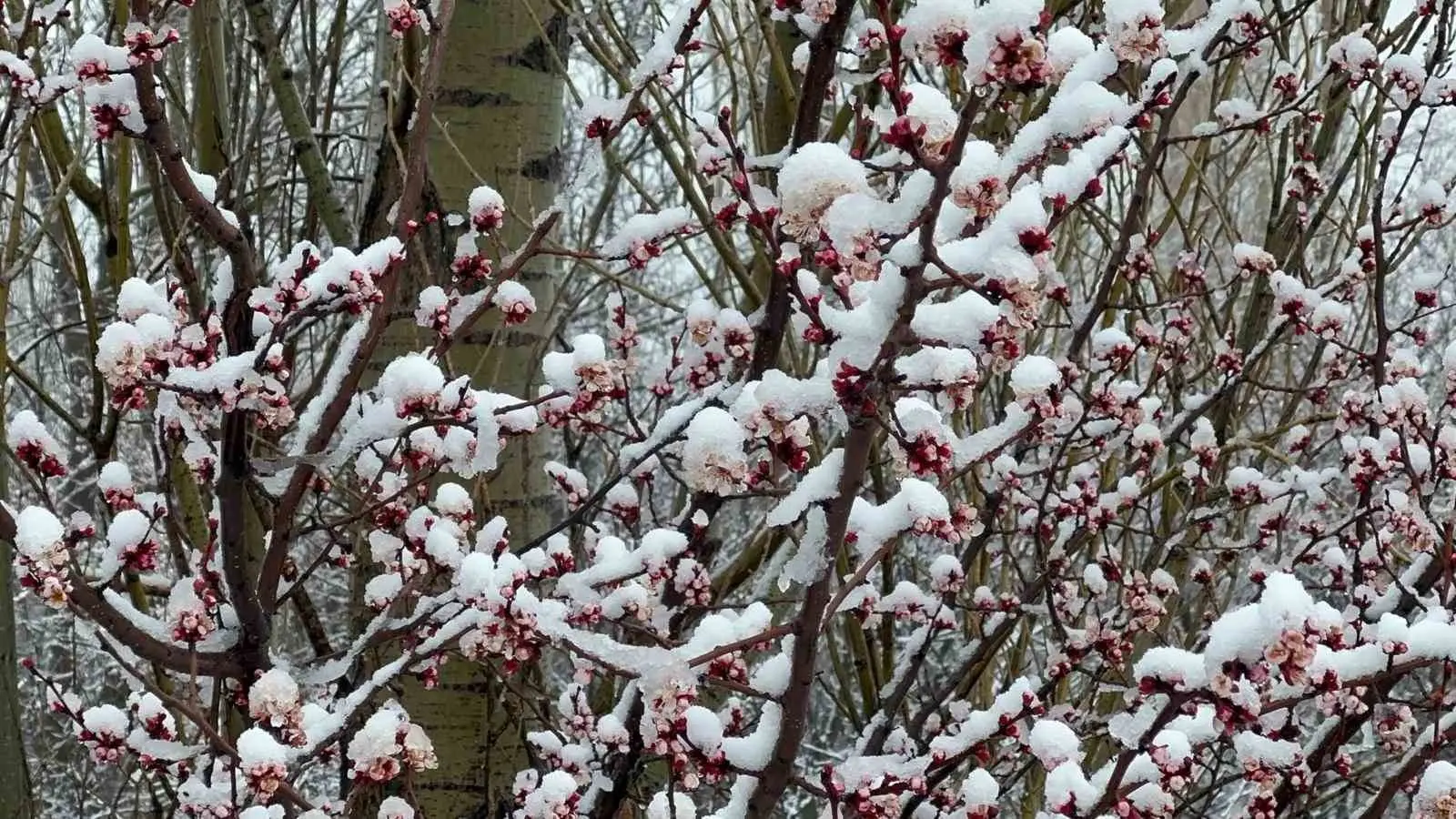 Afyonkarahisar ve Kütahya’da ısınan havayla açan badem ve kayısı çiçekleri