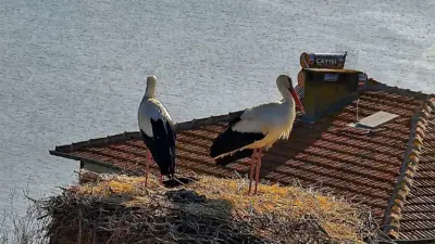Bursa’nın Karacabey ilçesine bağlı Eskikarağaç Mahallesi’nde (Leylek köyü), beklenen buluşma