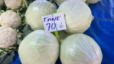 Beyaz lahanada üretici fiyatları geçen yıla göre 15 liradan yüzde