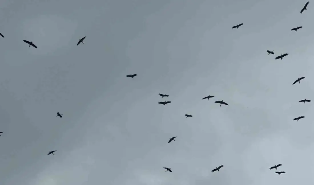 Bursa’ya Kestel ilçesi tarafından Gölbaşı üzerinden giren leylek sürüsü, yağmura rağmen