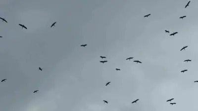 Bursa’ya Kestel ilçesi tarafından Gölbaşı üzerinden giren leylek sürüsü, yağmura rağmen