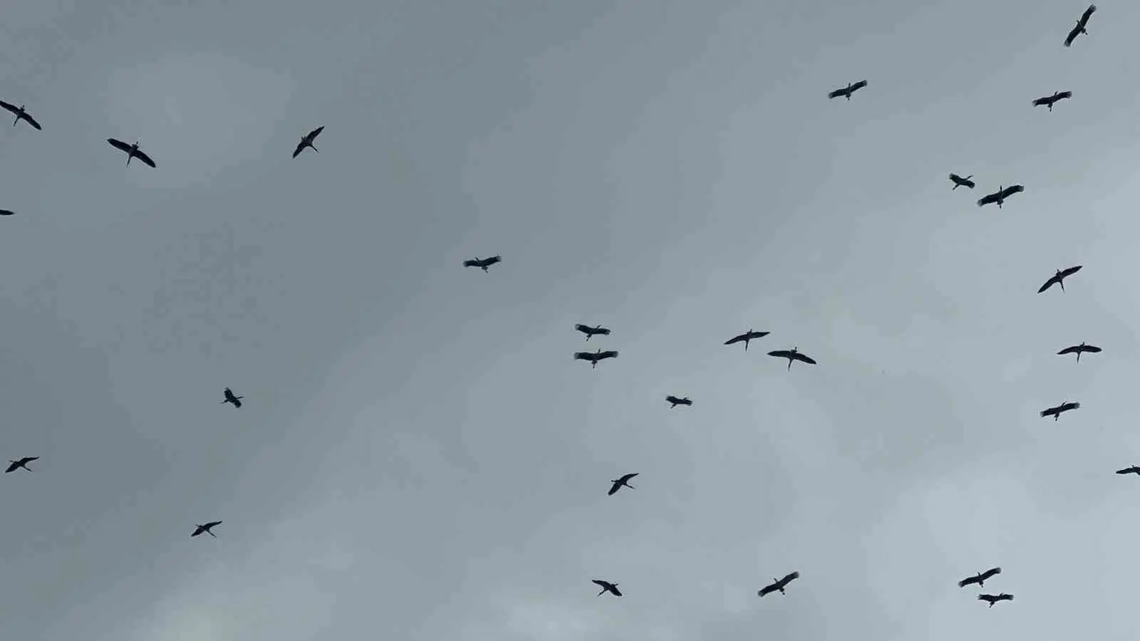 Bursa’ya Kestel ilçesi tarafından Gölbaşı üzerinden giren leylek sürüsü, yağmura rağmen