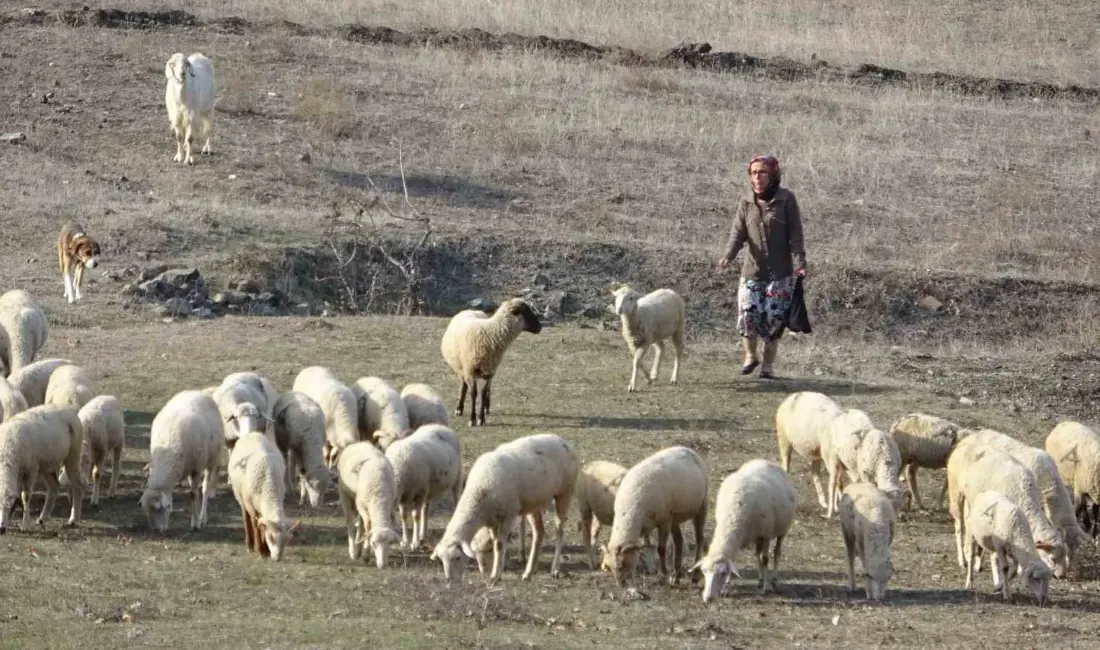 Bursa’nın Harmancık ilçesinde Ayşe Eken, dayısı tarafından boğazından bıçaklanarak öldürüldü.
