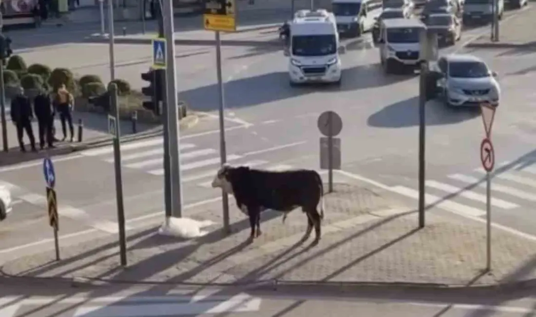 Bursa’nın Yıldırım ilçesinde bir çiftlikten kaçan boğa, Ankara Yolu üzerinde