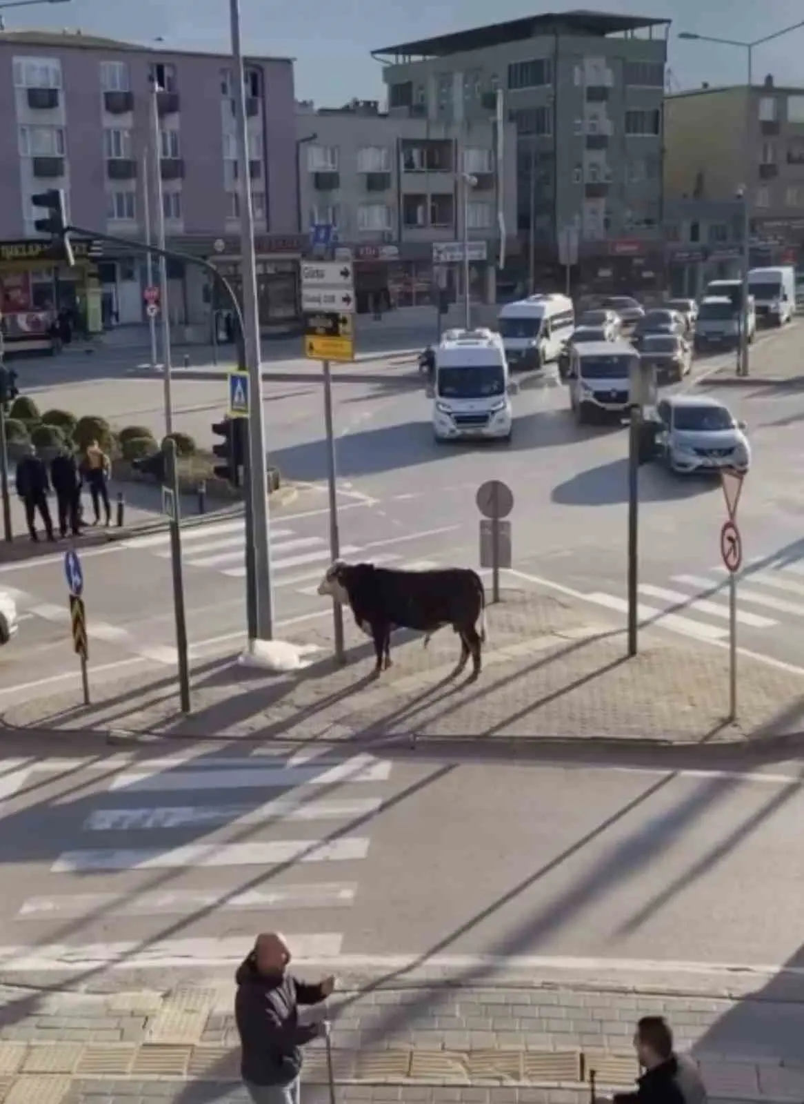Bursa’nın Yıldırım ilçesinde bir çiftlikten kaçan boğa, Ankara Yolu üzerinde