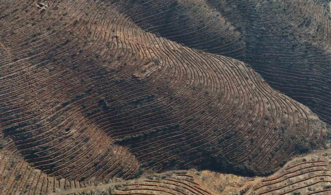 Bursa geçen yıl iki büyük orman yangını ile sarsıldı. Harmancık