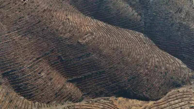 Bursa geçen yıl iki büyük orman yangını ile sarsıldı. Harmancık