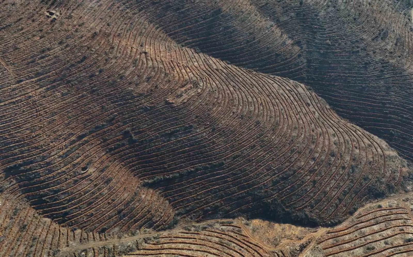 Bursa geçen yıl iki büyük orman yangını ile sarsıldı. Harmancık