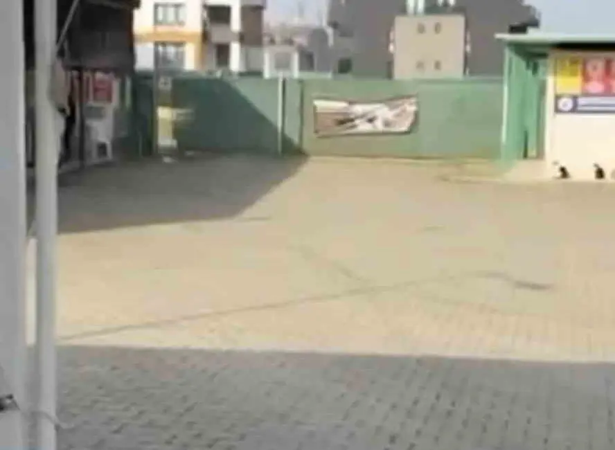 BURSA (İHA) – Bursa’nın Gemlik ilçesinde ilçe belediyesine ait barınaktan