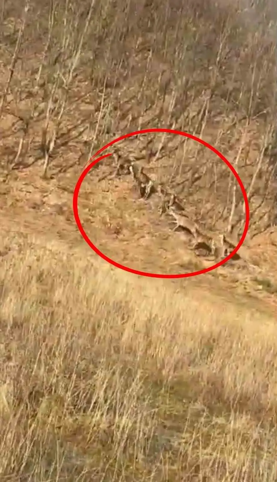 Bursa’nın İnegöl ilçesinde görülen geyik sürüsü, vatandaşlara heyecan dolu anlar