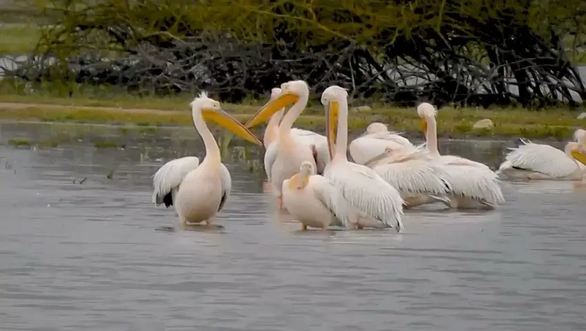 Göç eden pelikanlar, Bursa’nın İnegöl ilçesinde bulunan Boğazköy Barajı’nda mola
