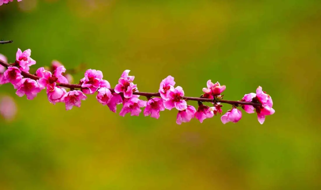 Bursa’nın İznik ilçesinde ilkbaharın gelişiyle birlikte meyve bahçeleri adeta renk