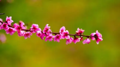 Bursa’nın İznik ilçesinde ilkbaharın gelişiyle birlikte meyve bahçeleri adeta renk