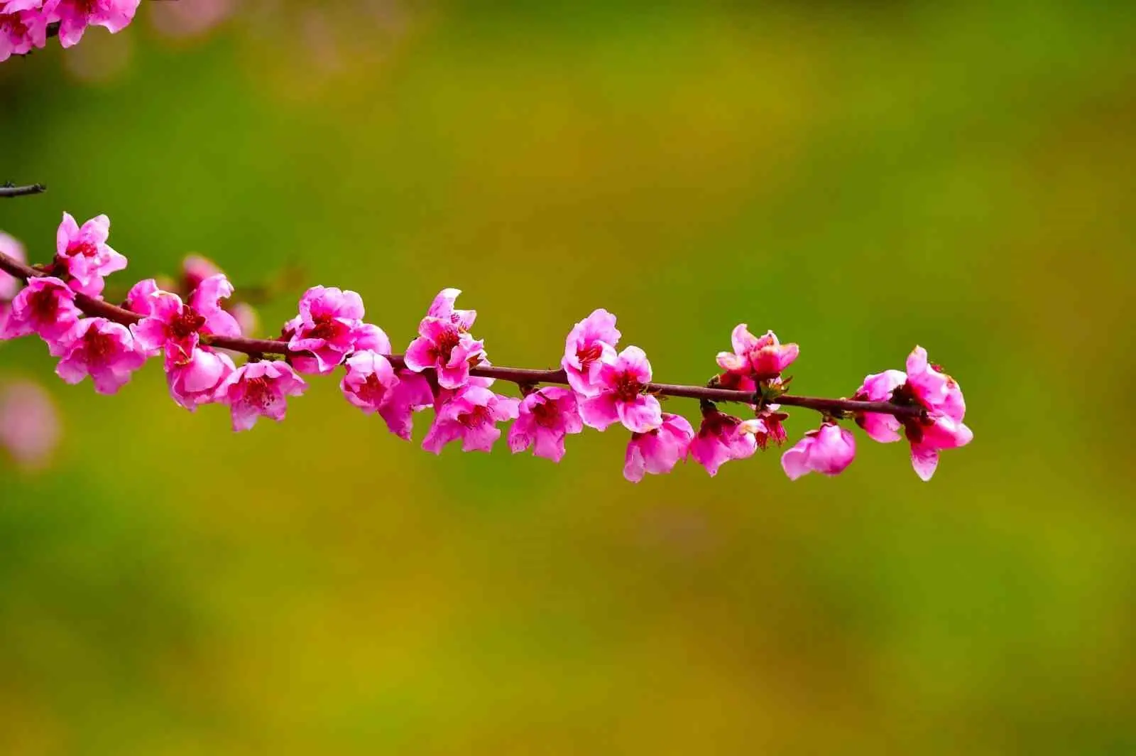 Bursa’nın İznik ilçesinde ilkbaharın gelişiyle birlikte meyve bahçeleri adeta renk