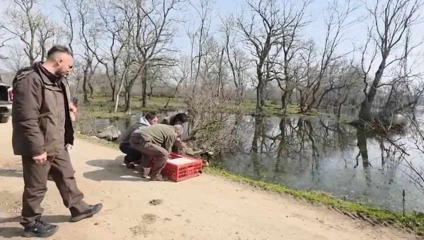 Bursa’nın Karacabey ilçesinde tedavileri tamamlanan yaralı tilki ile avcılardan kurtarılan