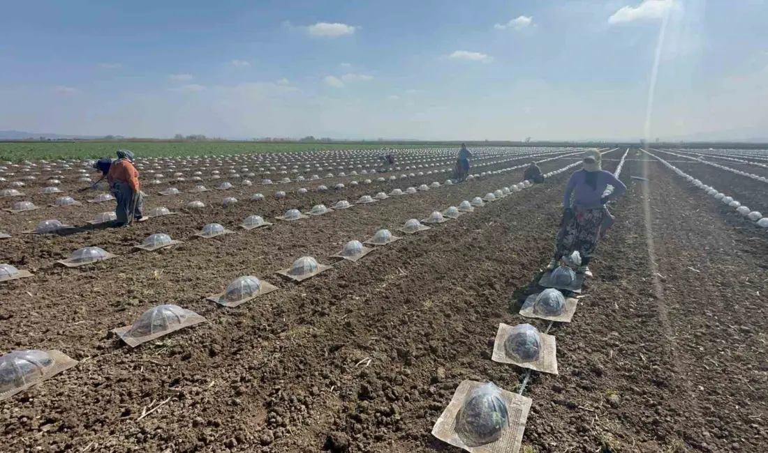 Bursa’nın sebze üretimiyle önde gelen ve verimli topraklarıyla bilinen Karacabey